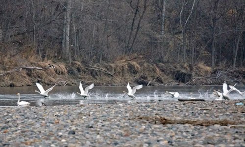 白鳥は水面を走る