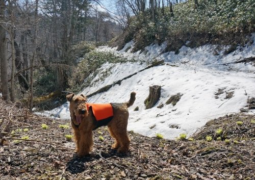 　シーズン初、行者ニンニクの山へ