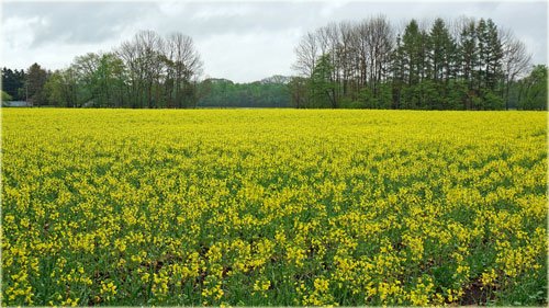 　恵みの雨の菜の花畑、