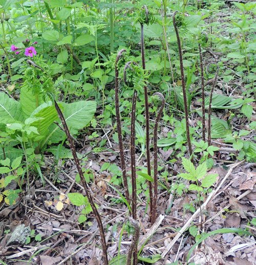 始めての山菜はアカコゴミ クリンソウ満開