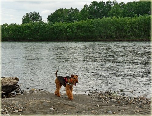どら犬エルと河原遊び