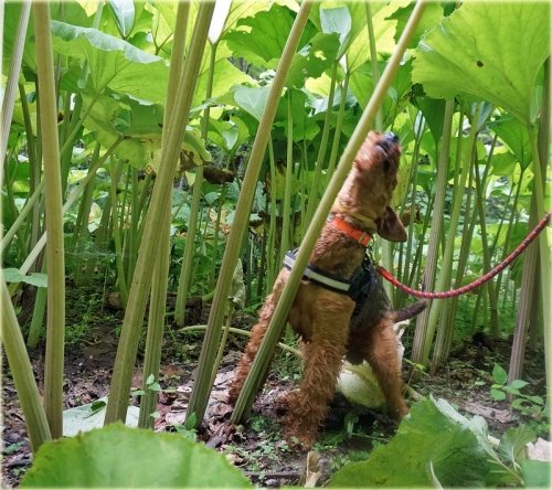 山で異常に吠えるエルとタモキノコ