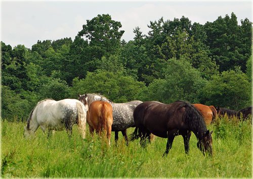 十勝牧場でお馬さんとキガラシ畑