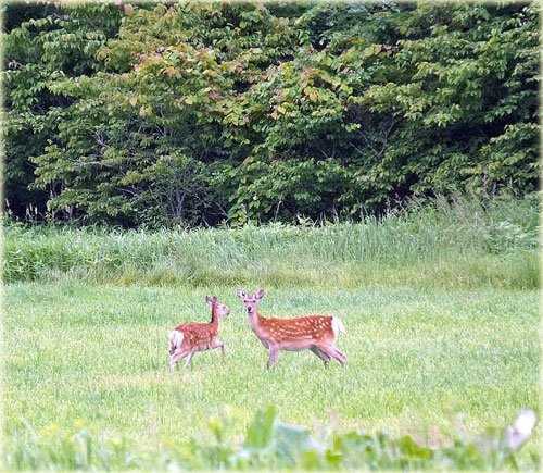 夏毛になったエゾ鹿と乳牛牧場