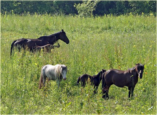 大好きな馬の親子とミニホース