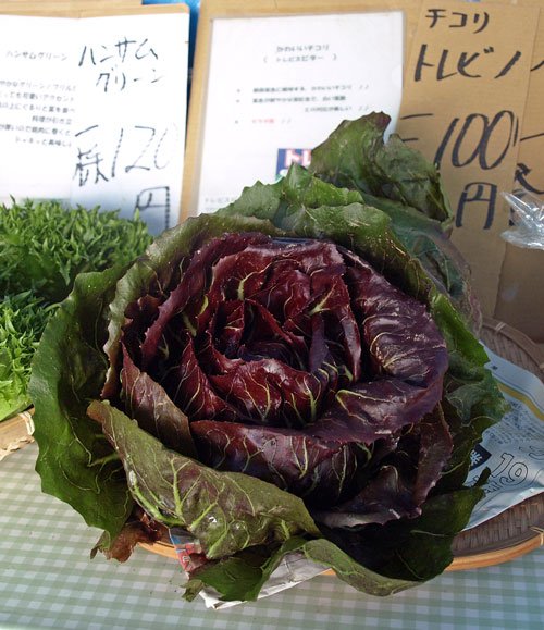 　野菜直売所の変わり野菜