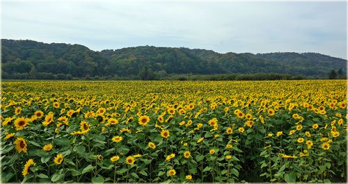 　今日の写真の記録は一枚もなし