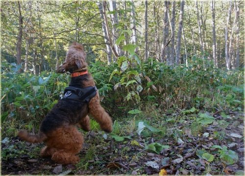 置戸の山で吠えるエル