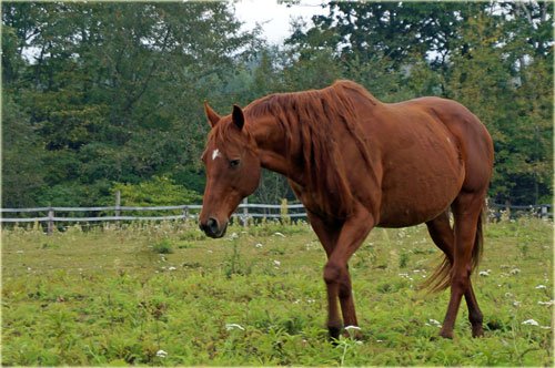 近くに来てくれたお馬さん