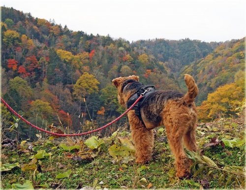 紅葉の山で・・・