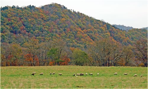 紅葉と羊牧場