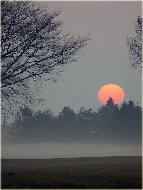 　ピンクの太陽と朝霧、白鳥も