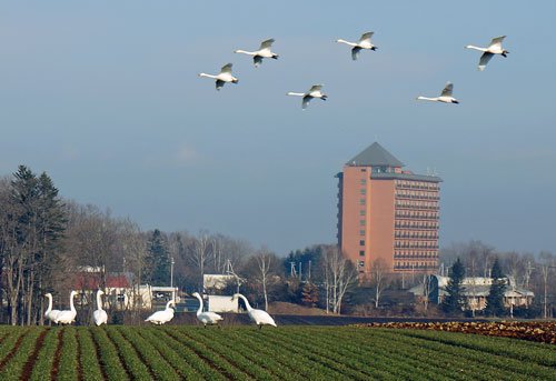 幕別温泉を背景に白鳥が飛ぶ