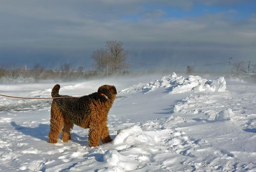 吹雪でエルも飛ばされそう