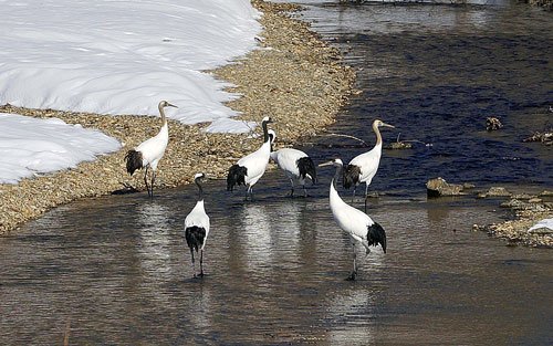 9羽の丹頂と霧氷ダイアモンドダスト