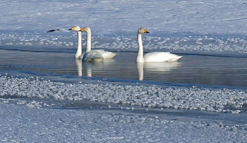 　自然の造形、その中で見られた白鳥