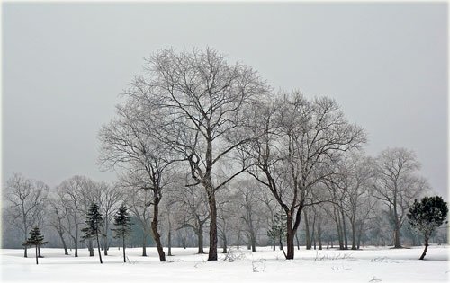 硬雪になった雪原を歩いて写した霧氷