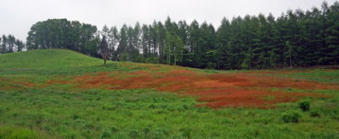 久しぶりに見る野草