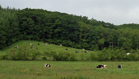牧場で私に集まってきた乳牛