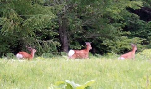 袋角の雄鹿ばかり3頭