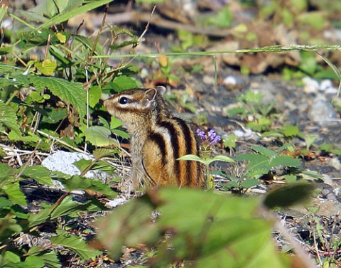 シマリスは可愛いな～