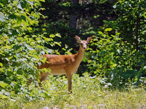 カメラ目線で近付くエゾシカ
