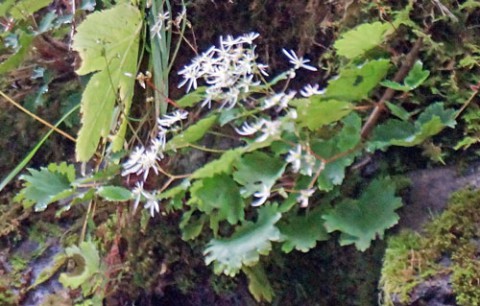 ダイモンジソウと蜂の巣