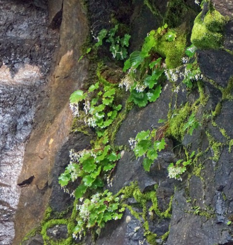 野生化したミンクとダイモンジソウ