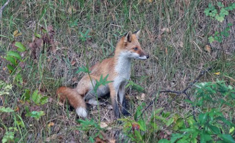 　ひとり遊びのキタキツネ