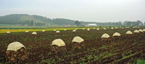 ニオの並ぶ風景