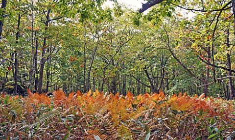 山は秋の色 別府の畑