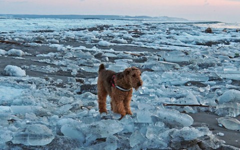 流氷の浜辺を散歩するエル