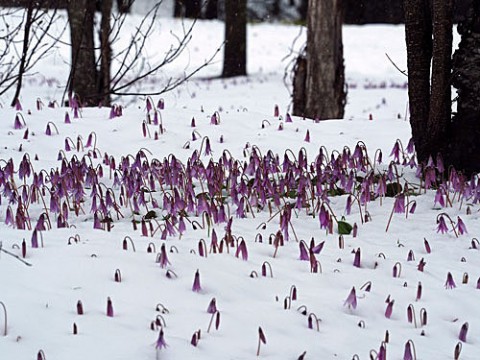 六花の森　雪の中で咲く花