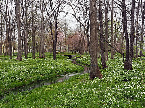 新嵐山の山野草群生地