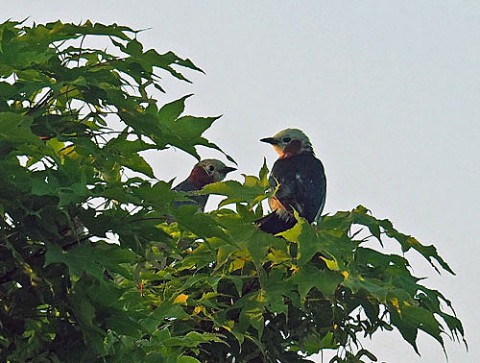 野鳥はホオアカ親子かな?