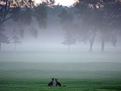 朝霧の中でラブラブ