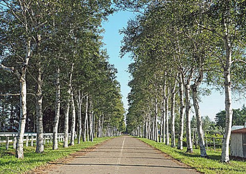畜産大学の白樺並木