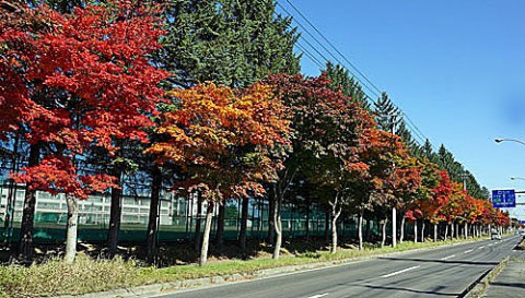 強風に飛ばされた紅葉