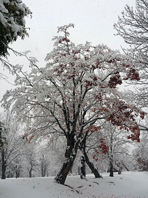 昨日の雪景色と今朝はアイスバーン