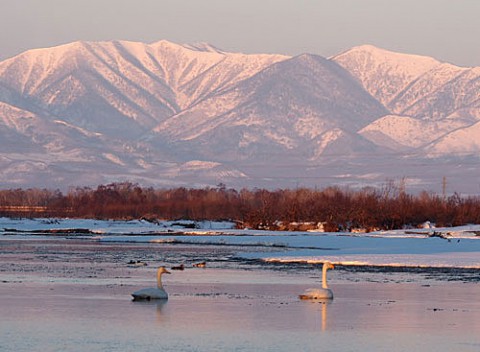 十勝川の白鳥、支流から本流へ