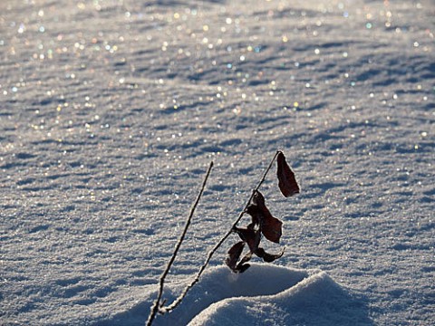 七色に光る雪と朝焼け