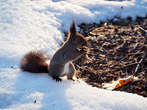 すずらん公園のりーちゃん