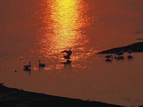 平原大橋から白鳥と朝陽