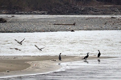 十勝川で初めて見かけた水鳥は?