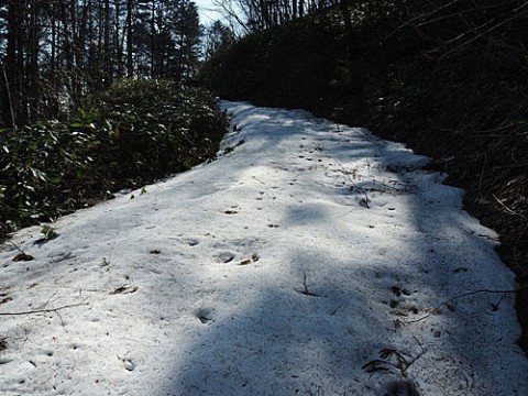 雪があって行けず新しい場所で採取