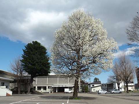 満開のコブシと咲き始めた桜