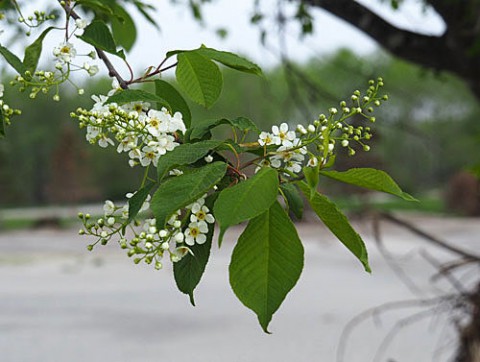 荒れた河川敷に咲く花