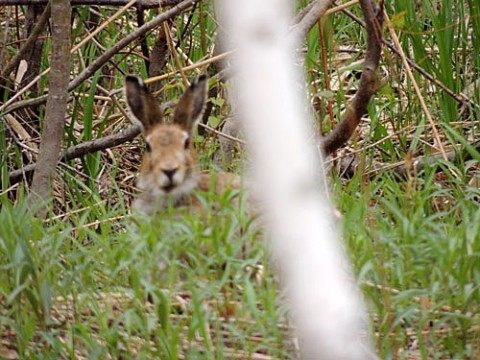 今は出会いが少なくなった野ウサギ