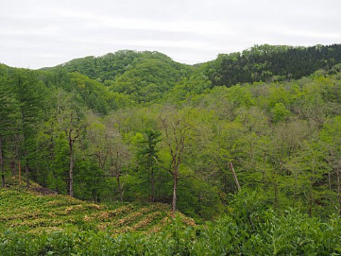 新緑の山菜の山