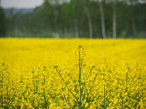 音更町の菜の花畑